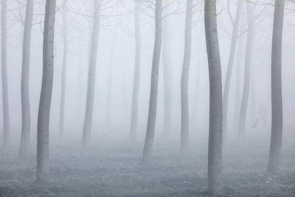Foggy Forest Walk by Fiorenzo Carozzi — canvas wall art