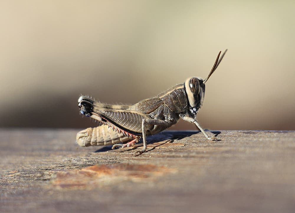 Brown Grasshopper Macro by Aliza Riza — canvas wall art