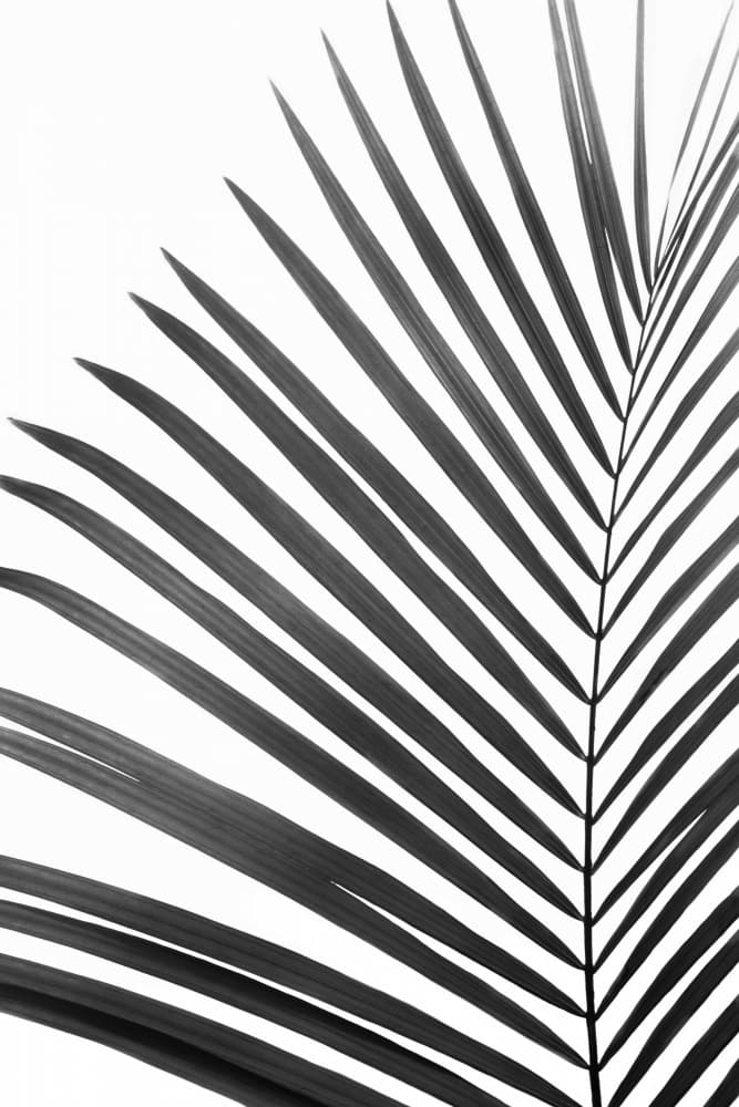 BW Palm Leaf by Kathrin Pienaar — canvas wall art