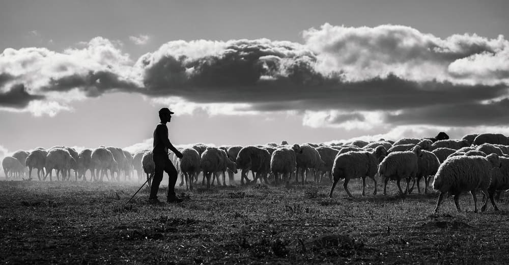 Shepherd's Dusty Trail by Yavuz Pancareken — canvas wall art