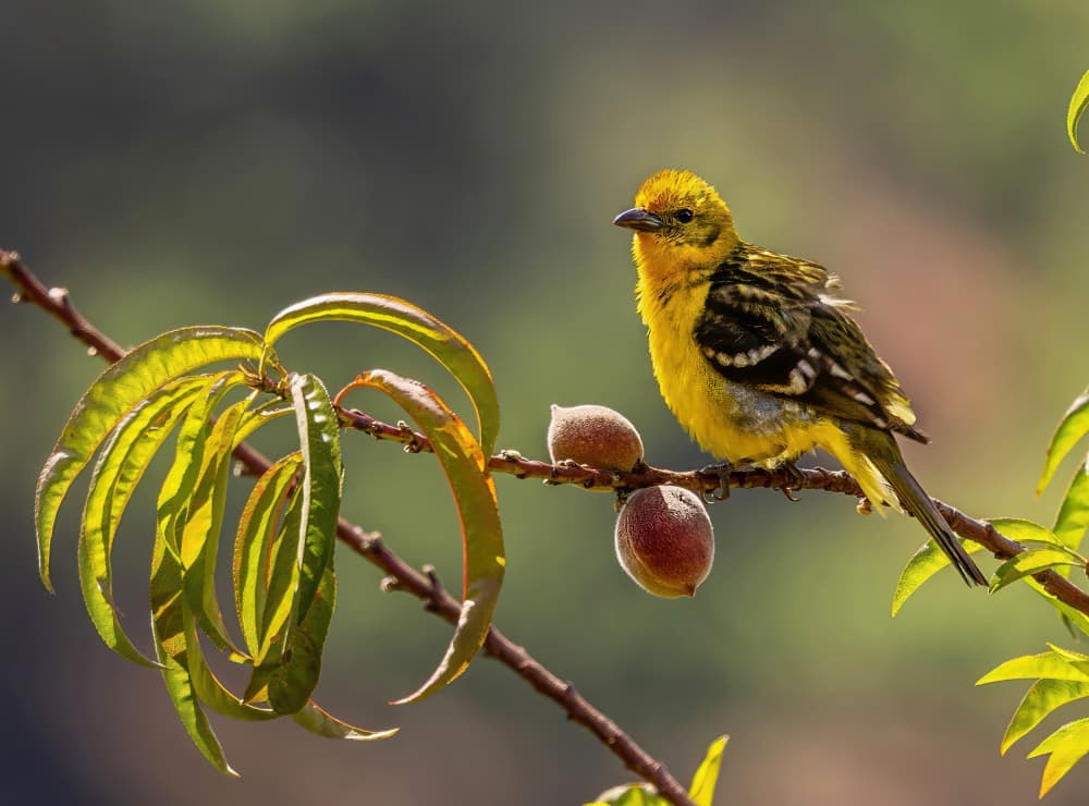 Yellow Bird on Peach Branch by Jie Jin — canvas wall art