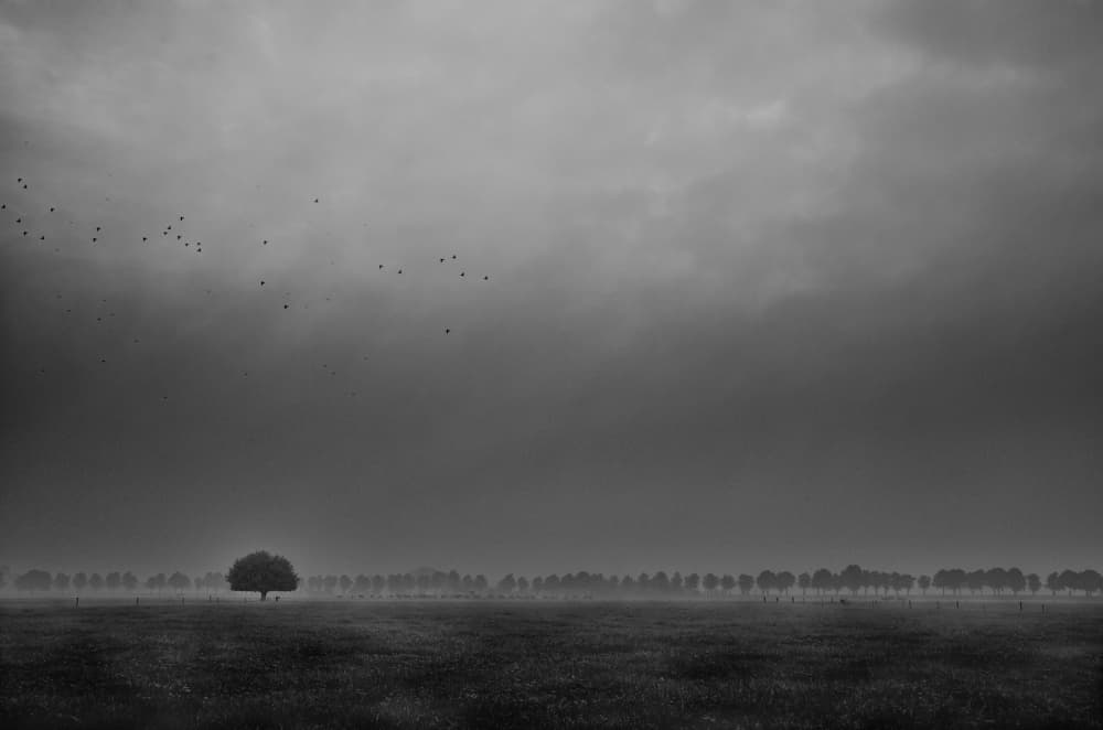 Solitary Tree Under Stormy Sky by Michiel Hageman — canvas wall art