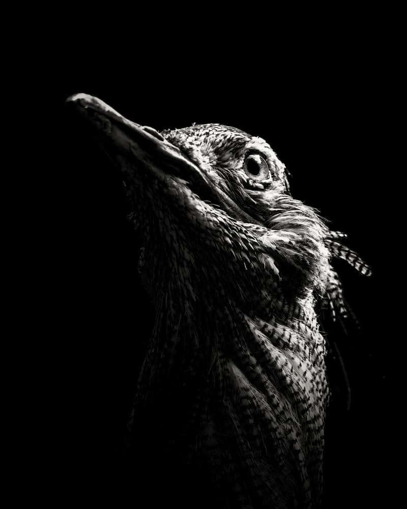 Intense Bird Gaze by Christian Meermann — canvas wall art