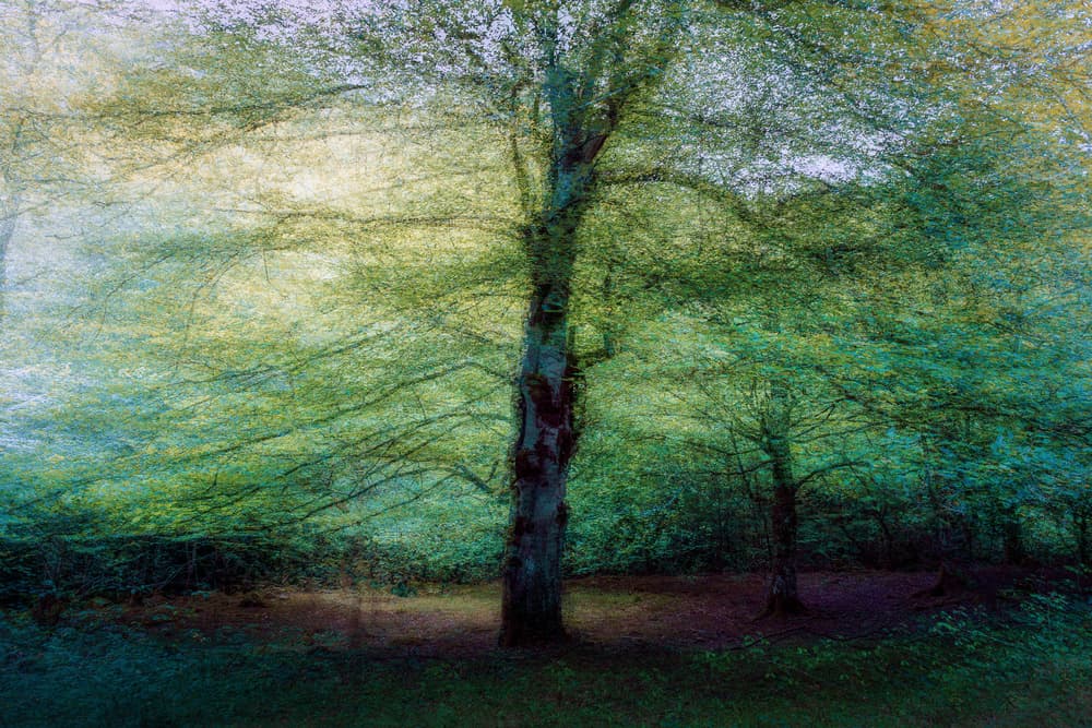 Ethereal Forest Light by Marco Antonio Cobo — canvas wall art