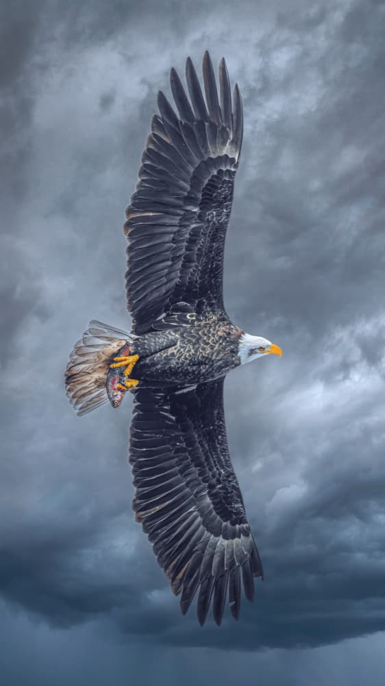 Stormy Eagle Hunt by Nichole Chen — canvas wall art