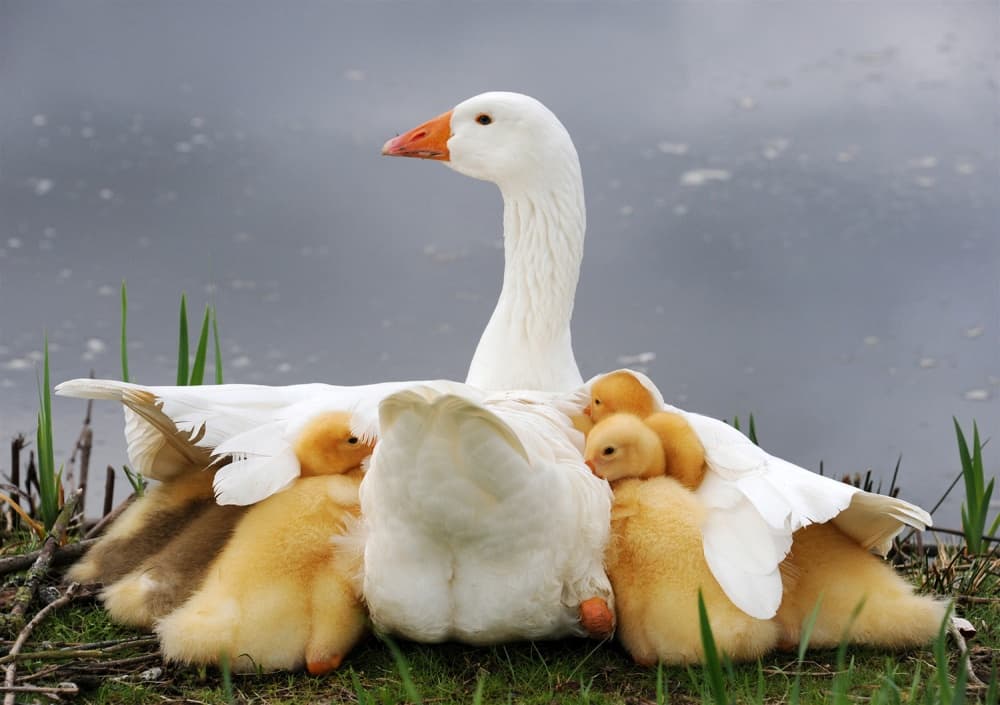 Protective Goose Family by Huib Limberg — canvas wall art