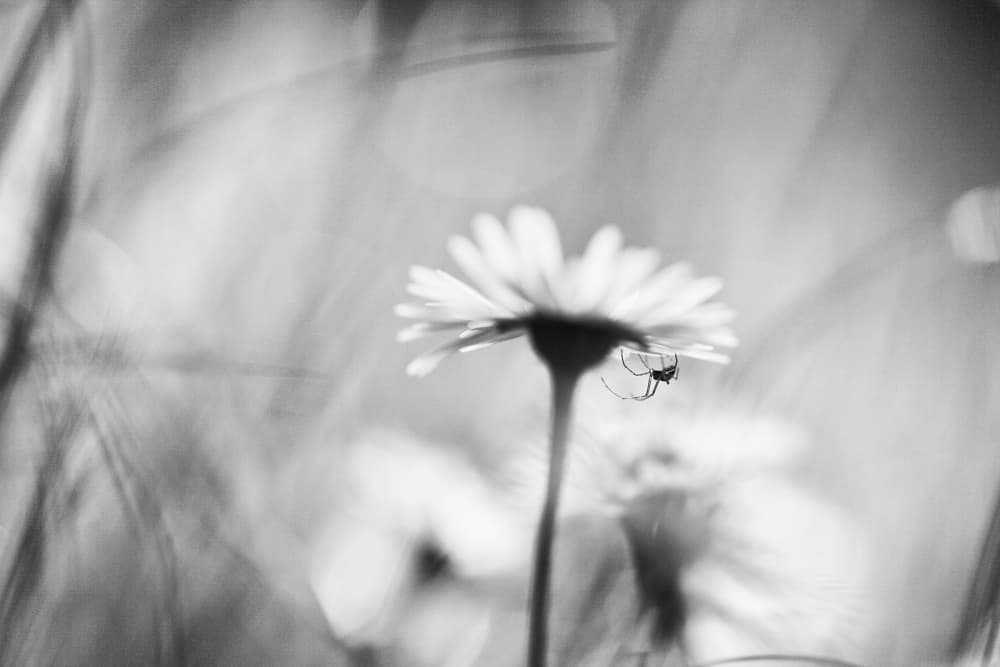 Delicate Daisy Spider by Pali Gerec — canvas wall art