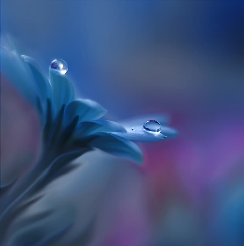 Blue Flower Dewdrops by Juliana Nan — canvas wall art