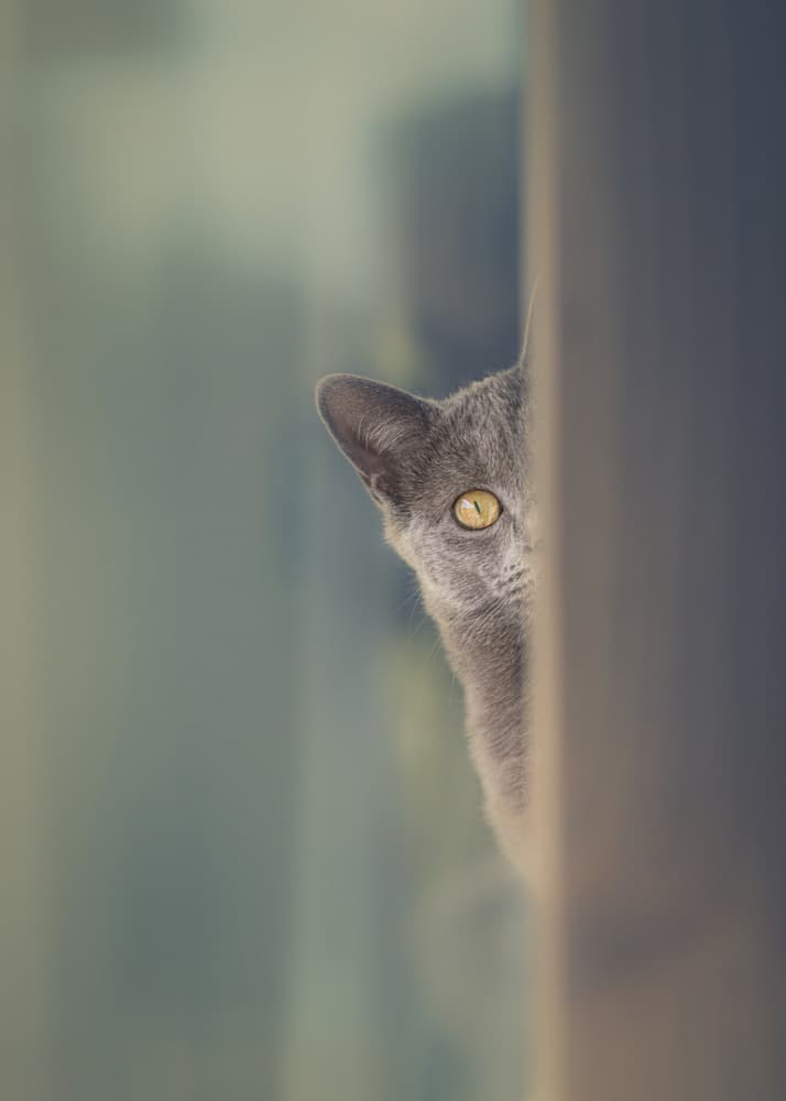 Curious Grey Cat Peeks by Rico Cavallo — canvas wall art