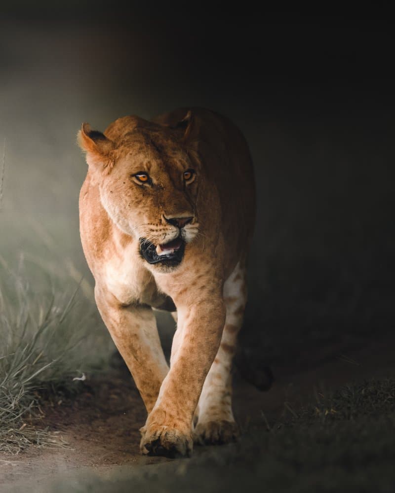 Intense Lioness Prowl by Ahmed Sobhi — canvas wall art