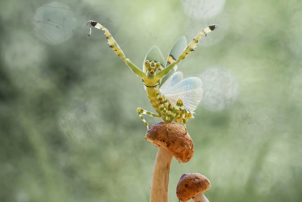 Dancing Mantis Mushroom by Abdul Gapur Dayak — canvas wall art