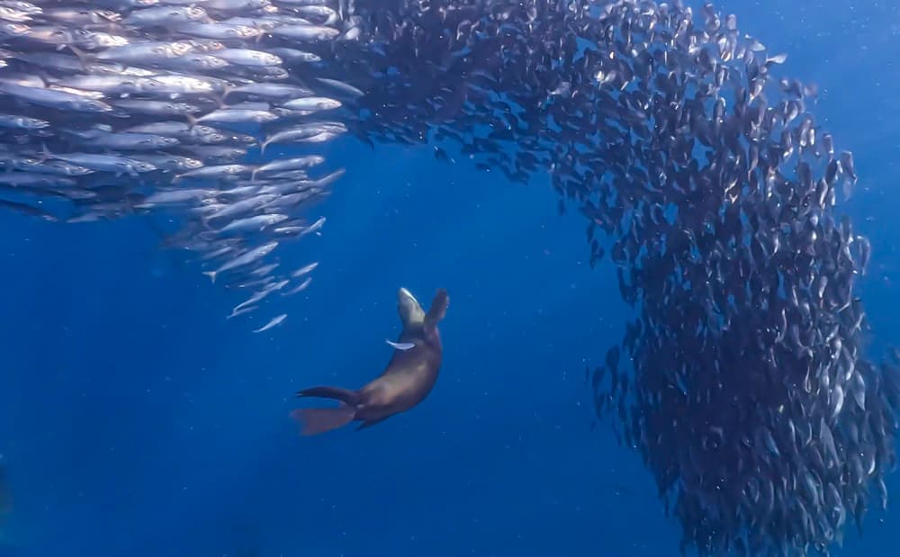 Sea Lion Fish Pursuit by KIMIO KOBAYASHI — canvas wall art