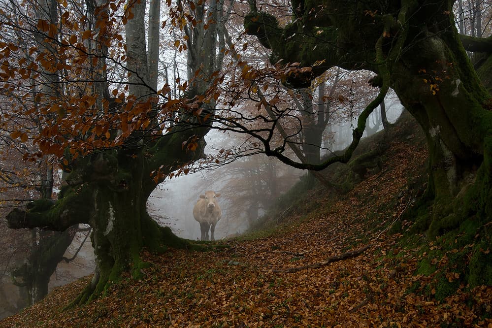 Misty Forest Cow by Peru Serra — canvas wall art
