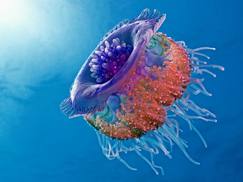 Vibrant Ocean Jellyfish by Henry Jager — canvas wall art