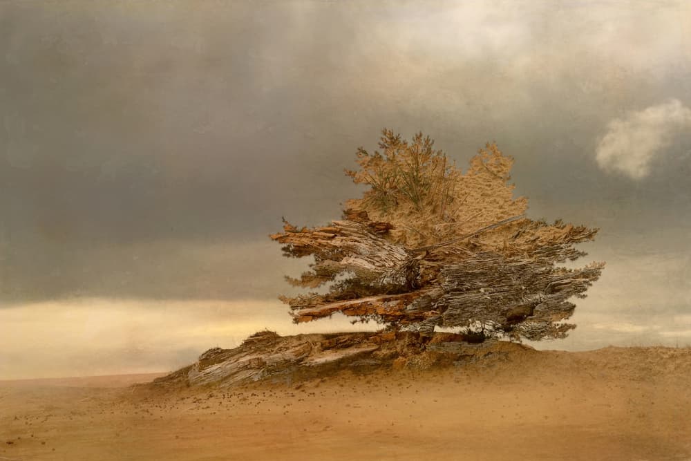 Pine and dunes by Nel Talen — canvas wall art