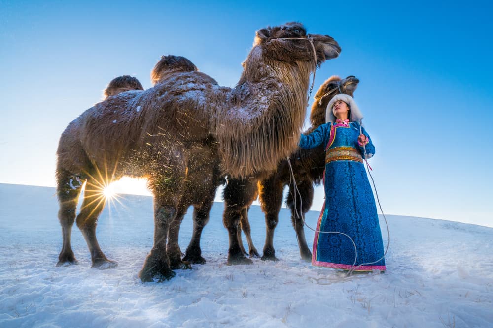 Mongolian Winter Camels by Petar Sabol — canvas wall art