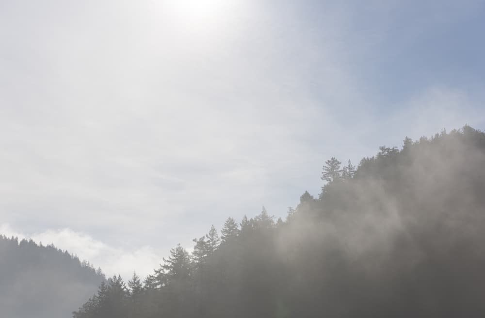 Misty Forest Peaks by Lynann Colligan — canvas wall art