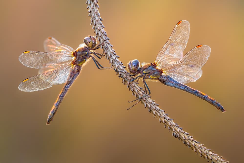 Golden Hour Dragonflies by Petar Sabol — canvas wall art