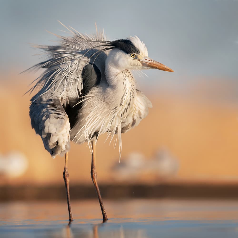 Serene Wading Heron by Annie Poreider — canvas wall art