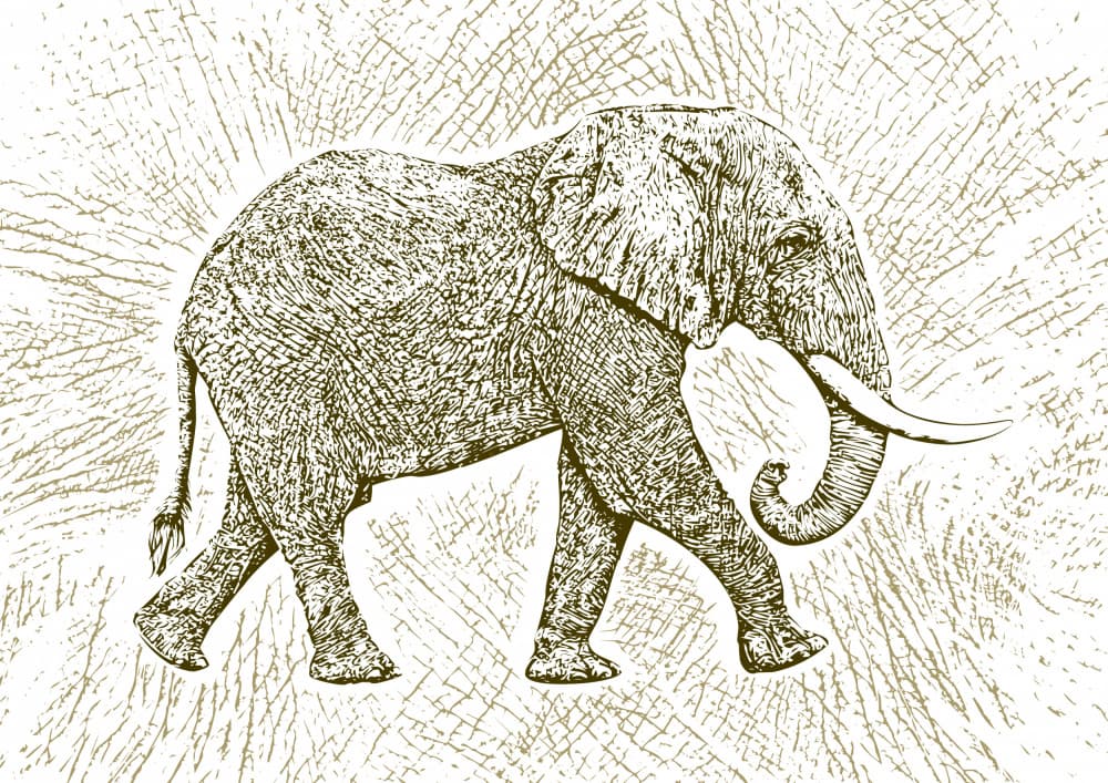 Safari Elephant Drawing by Carlo Kaminski — canvas wall art