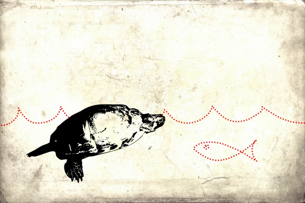 Whimsical Turtle Swim by Rafal Kulik — canvas wall art