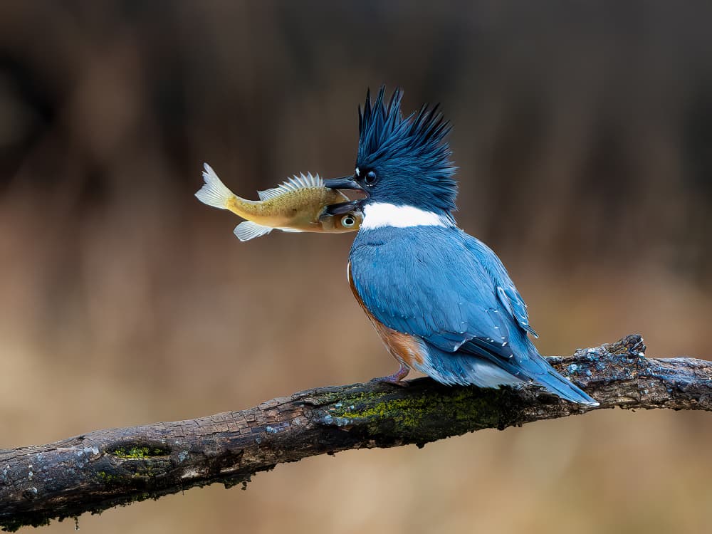 Kingfisher's Catch by Robert Zhang — canvas wall art