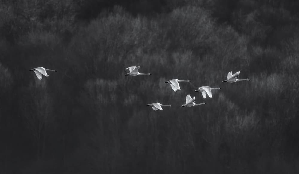 Graceful Swan Flight by Xiaobing Tian — canvas wall art