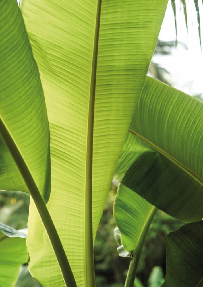 Tropical Banana Leaves by Shot by Clint — canvas wall art