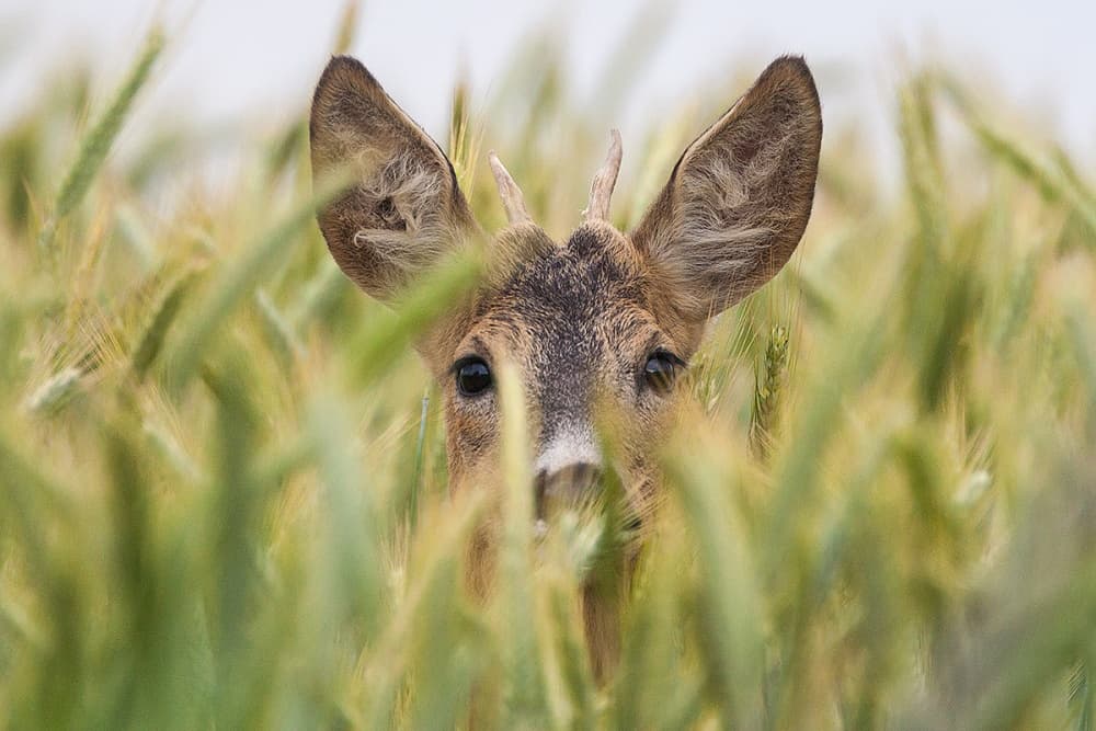 Curious Roe Deer by Hillebrand Breuker — canvas wall art