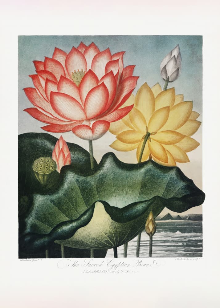 The Sacred Egyptian Bean from The Temple of Flora (1807) by Robert John Thornton — canvas wall art