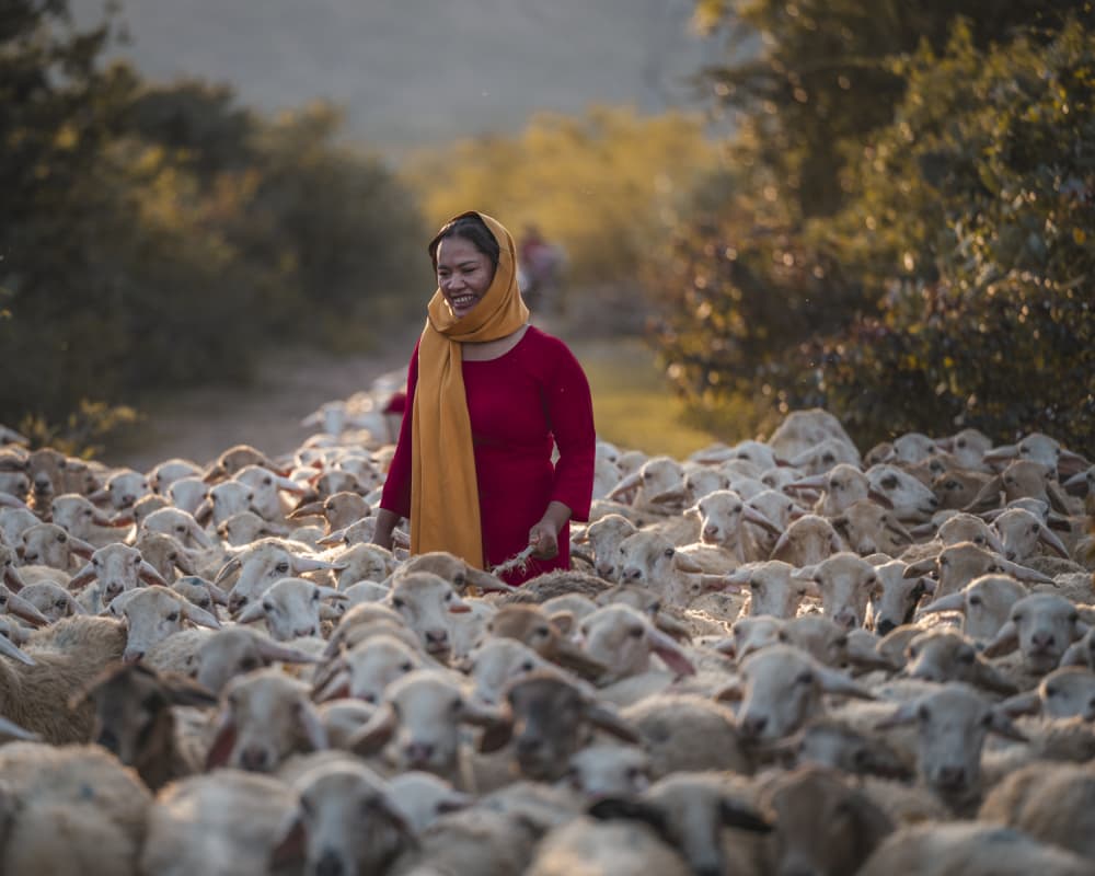 Smiling Shepherdess Golden Light by Joseph Ng — canvas wall art