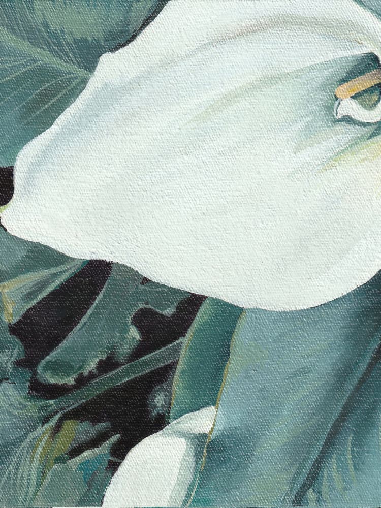 White Calla Lily Bloom by Viccy Wanliss — canvas wall art