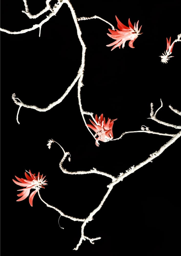 Scarlet Branch Dance by Shot by Clint — canvas wall art