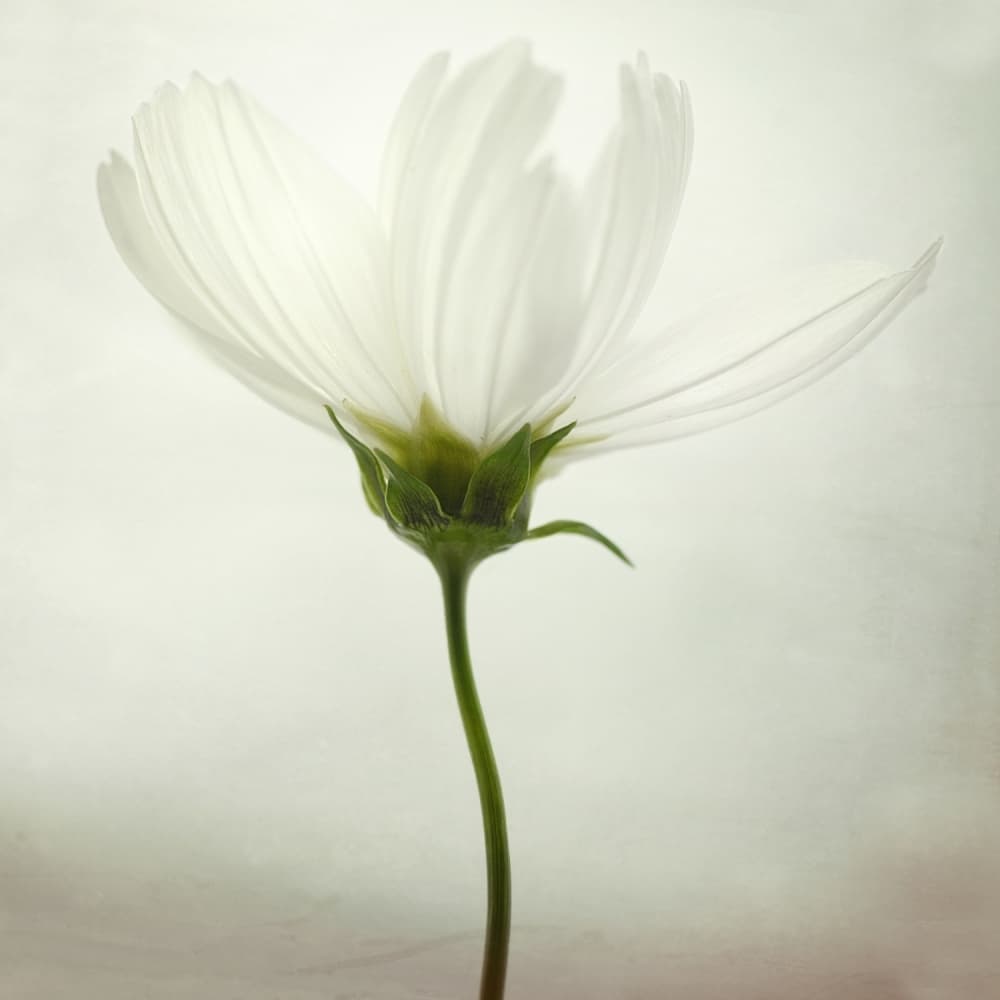 Delicate White Flower by Lotte Grønkjær — canvas wall art