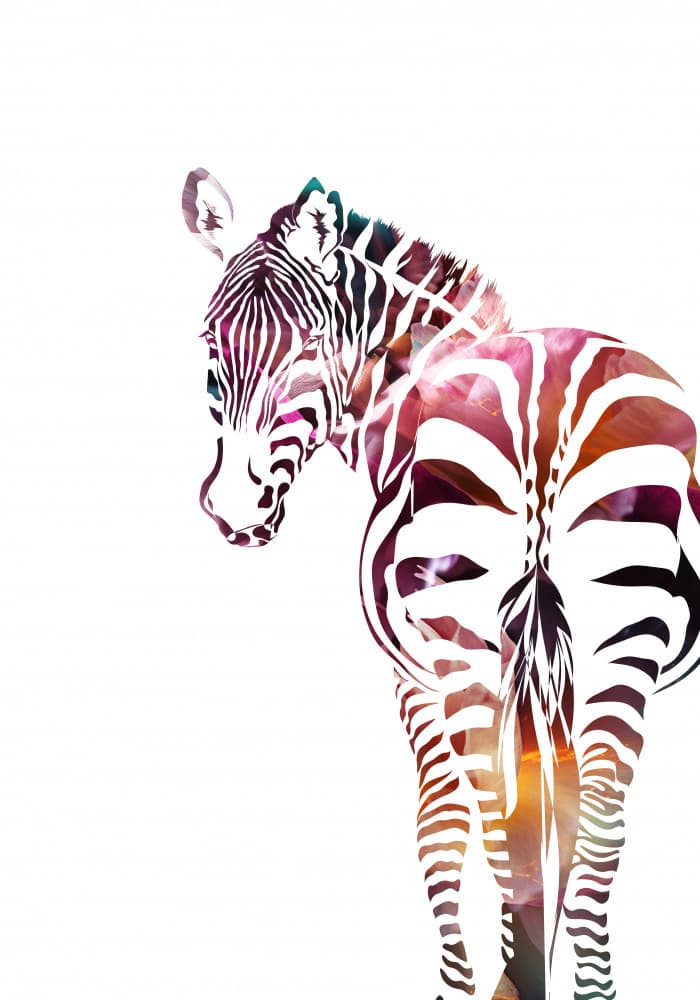 Vibrant Zebra Gaze by Sarah Manovski — canvas wall art
