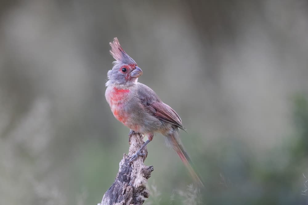 Elegant Desert Cardinal by Bill Lu — canvas wall art