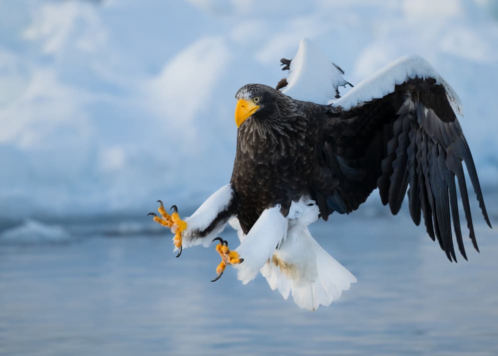 Steller's Sea Eagle Hunting by Chao Feng 天馬 — canvas wall art