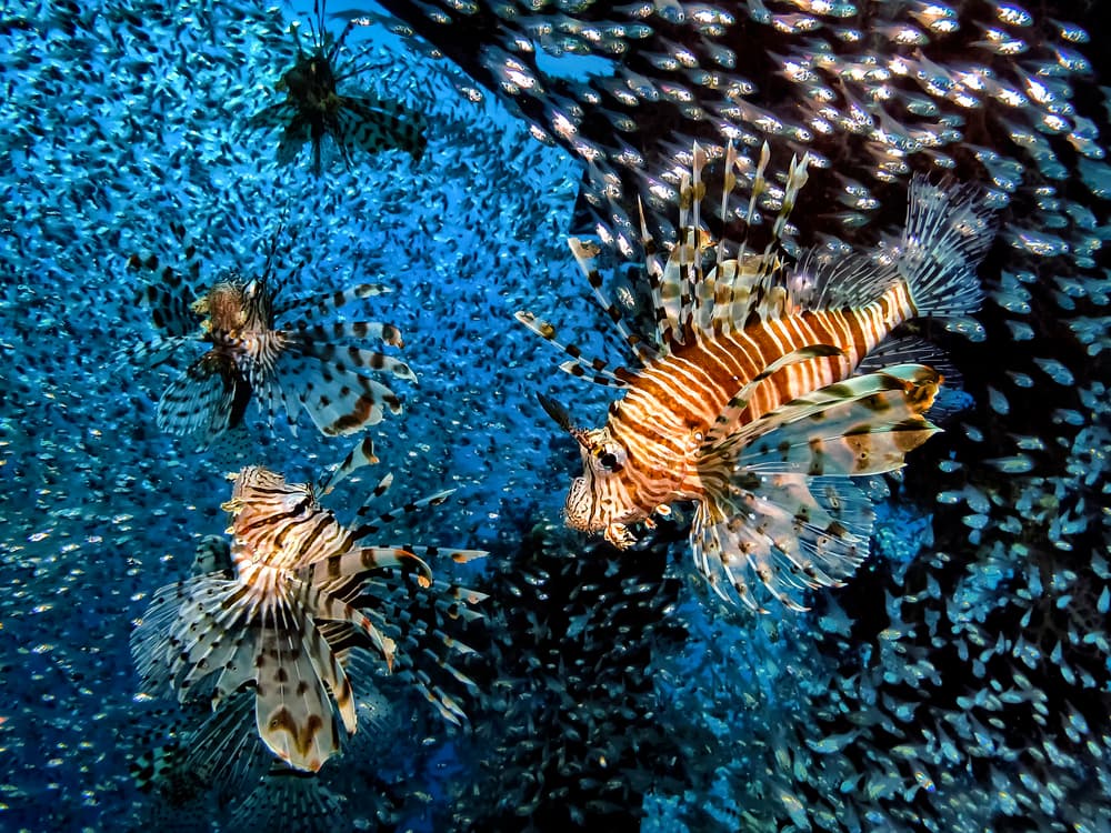 Lionfish Among Blue Water by Dani Barchana — canvas wall art