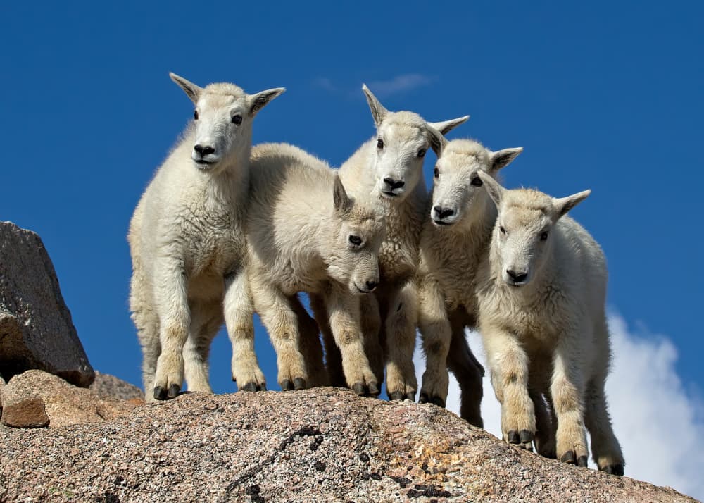 Cute Mountain Goat Kids by verdon — canvas wall art