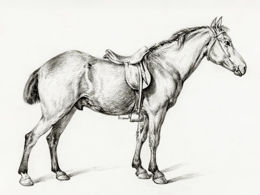 Standing Horse By Jean Bernard (1775 1883)