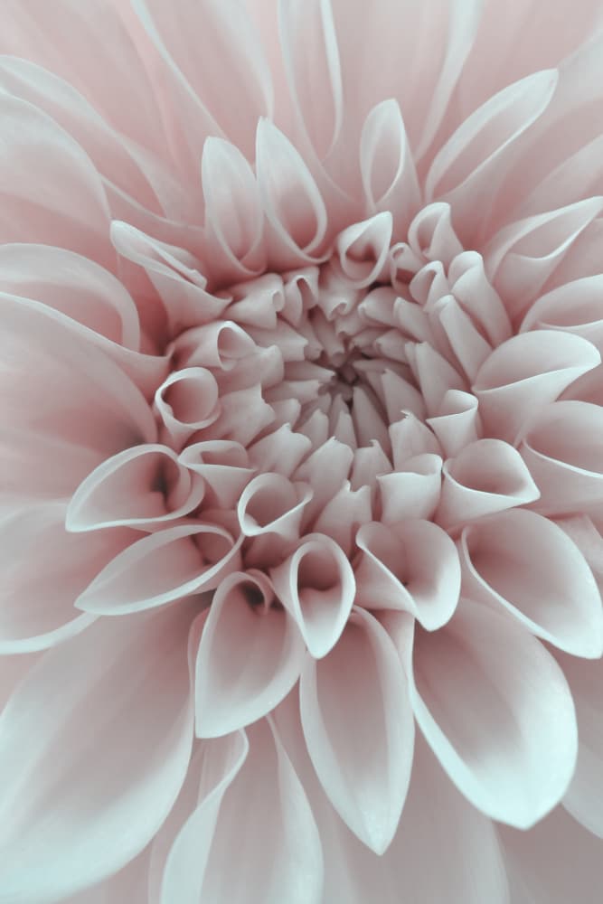 Delicate Pink Dahlia by Alyson Fennell — canvas wall art
