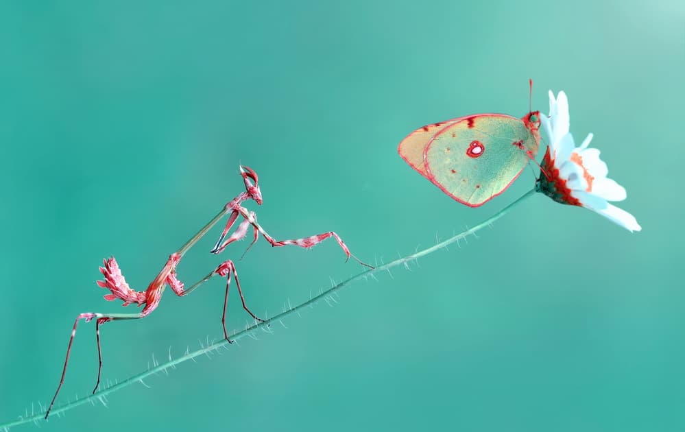 Pink Mantis Meets Butterfly by Mustafa öztürk — canvas wall art