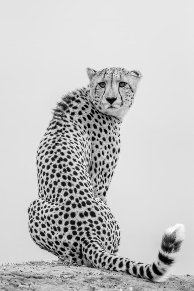 Regal Cheetah Stare by Jaco Marx — canvas wall art