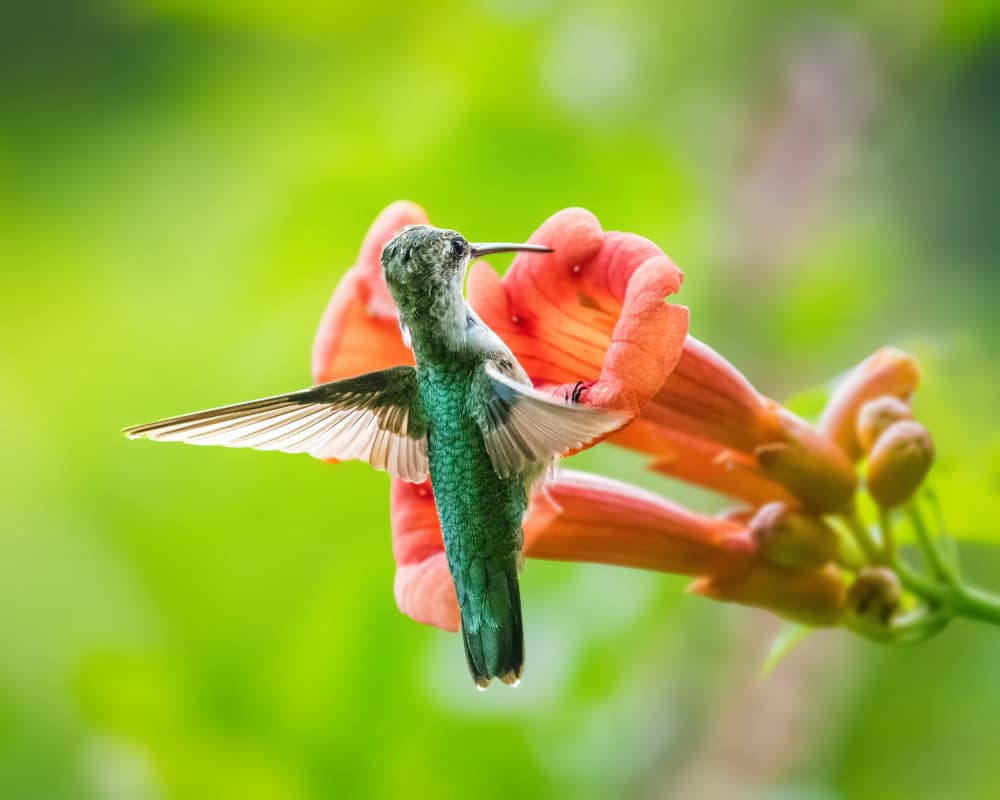 Vibrant Hummingbird Feeding by Xiao Cai — canvas wall art