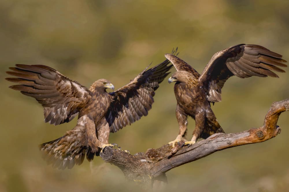 Majestic Golden Eagles by David Manusevich — canvas wall art