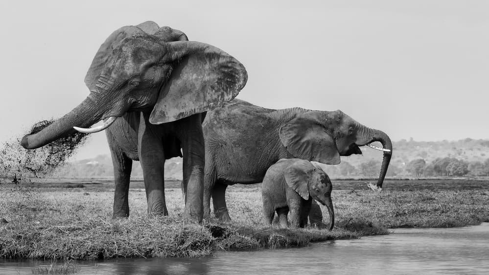 Wild Elephants Waterhole by Phillip Chang — canvas wall art