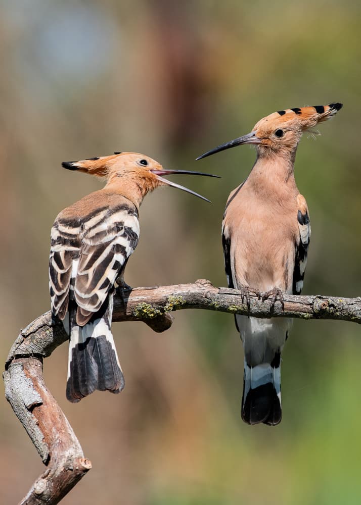Hoopoe Bird Conversation by Felice Angelino — canvas wall art