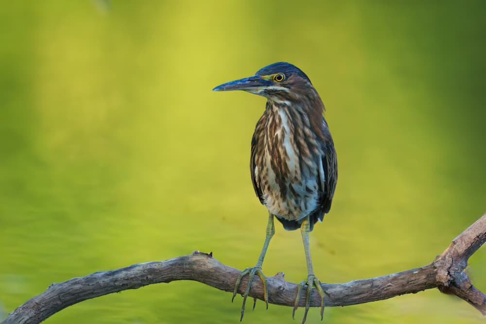 Green Heron Perched Calmly by Mike He — canvas wall art