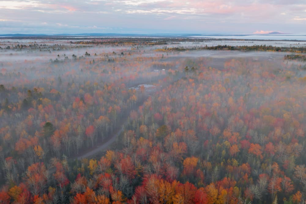 Misty Autumn Forest by Jun Zuo — canvas wall art