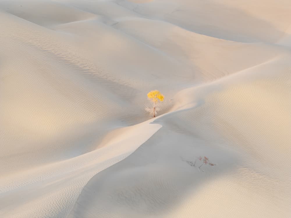 Solitary Desert Tree by Hsiao-Yang Fei — canvas wall art